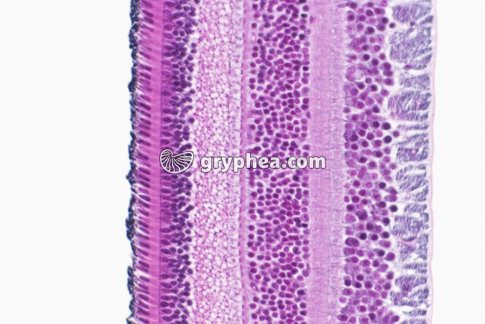 Rétine x100 - gryphea.org